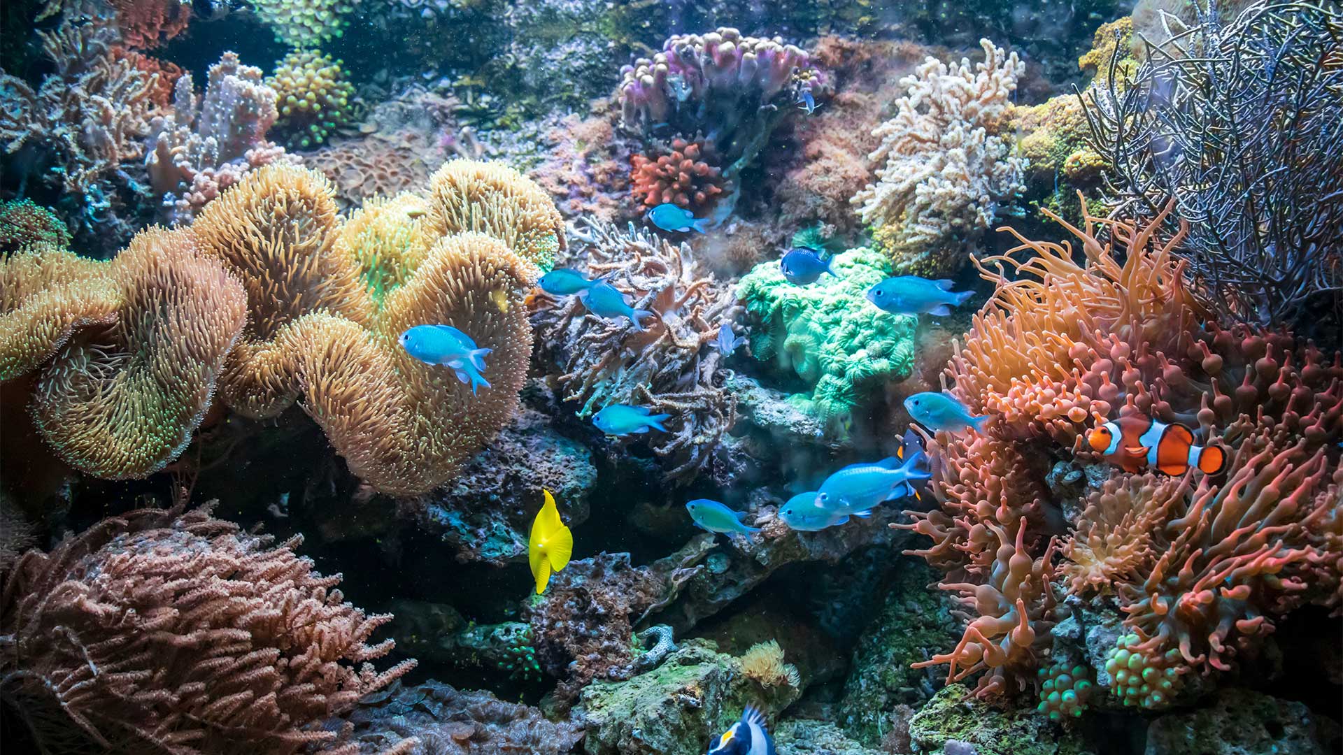 Boron’s Importance in Maintaining the Health of Coral Reefs