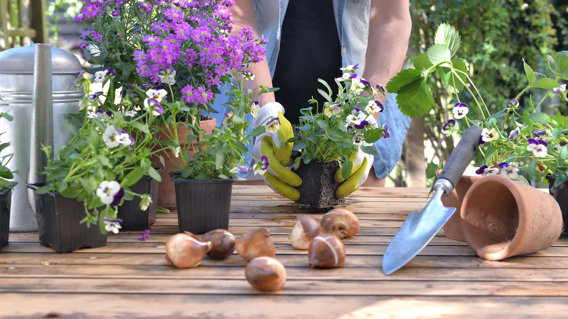 How Boron Helps Your Garden Thrive