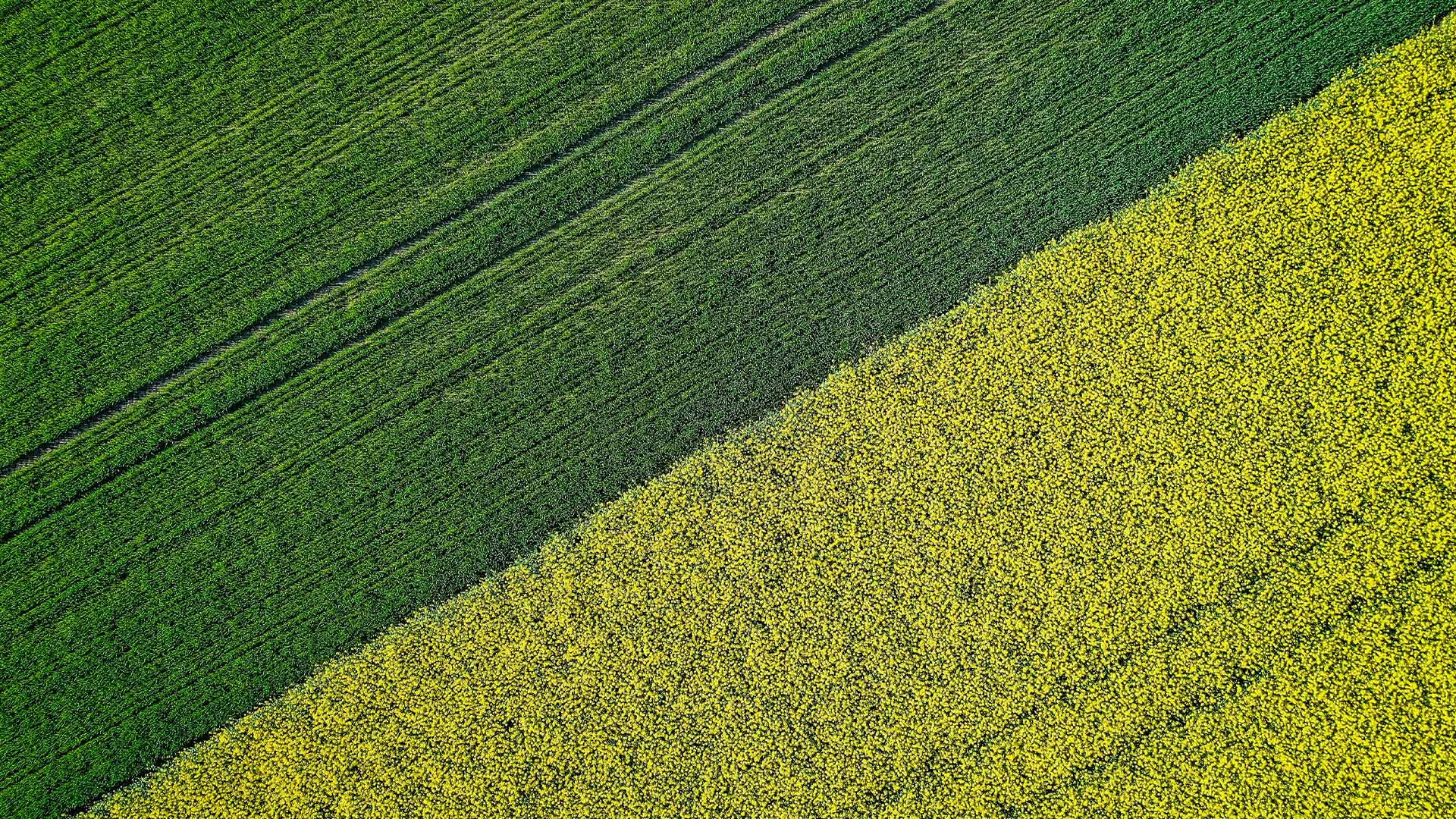 Crop Management – How Boron Promotes Food Availability