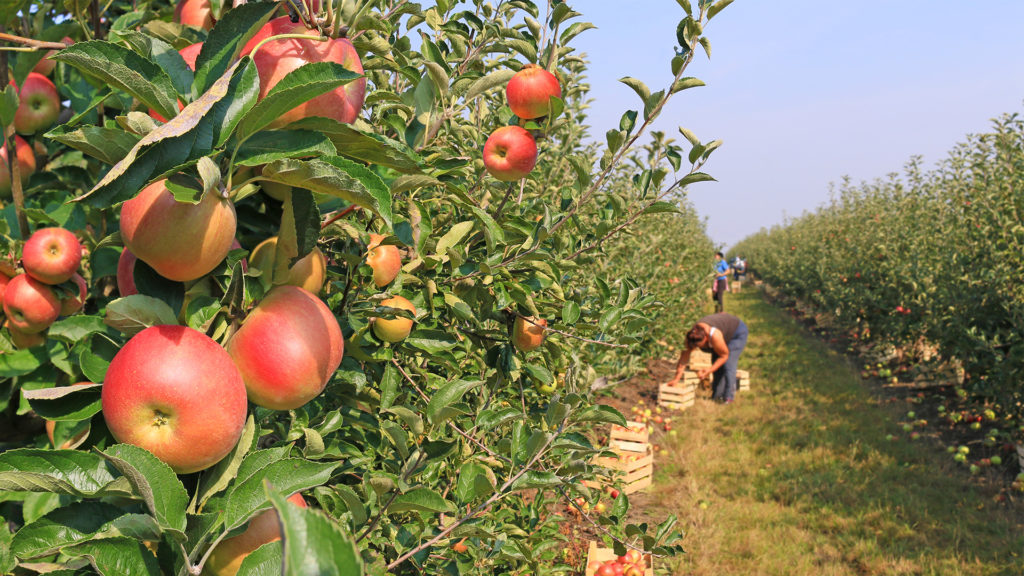 Boron Levels in Apple Orchards