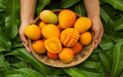 Boron Benefits Mango Fruit Yields And Quality