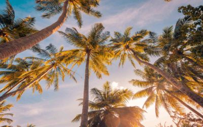 Coconut Palm and Boron: The Nutrient Connection