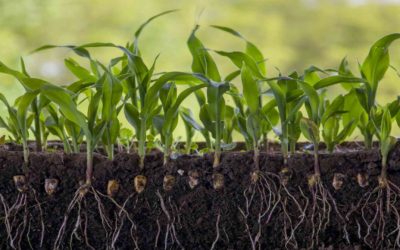 Boron Fertilizer and Corn Plant Yield