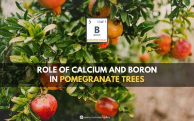 Video: Role Of Calcium And Boron in Pomegranate Fruit Yield