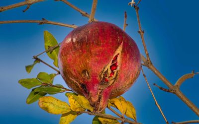Pomegranate Fruit and Boron
