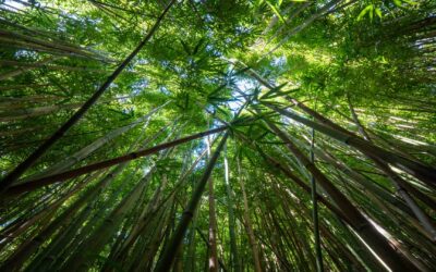 Bamboo Tree Treatment with Borax-Boric Acid Solution