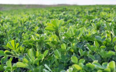 Alfalfa Plant Needs A Powerful Dose Of Boron