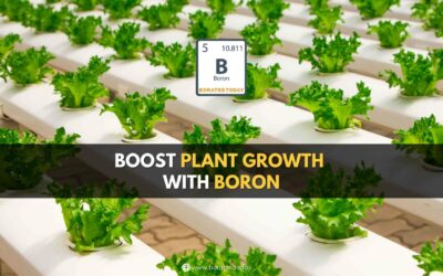 Video – Boost Plant Growth with Boron: A Comprehensive Guide
