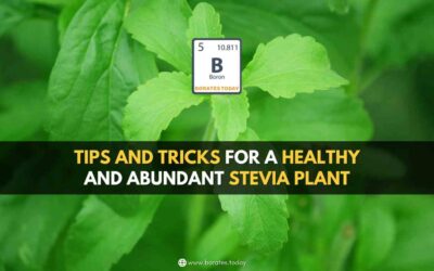 Video – The Origin and Growth of Stevia Plant