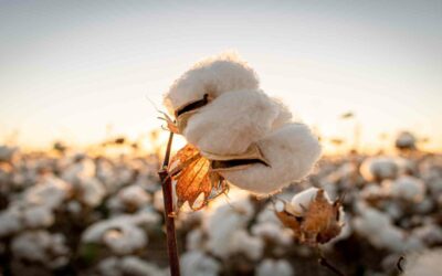 Cotton Fiber that Needs Boron and Sulfur