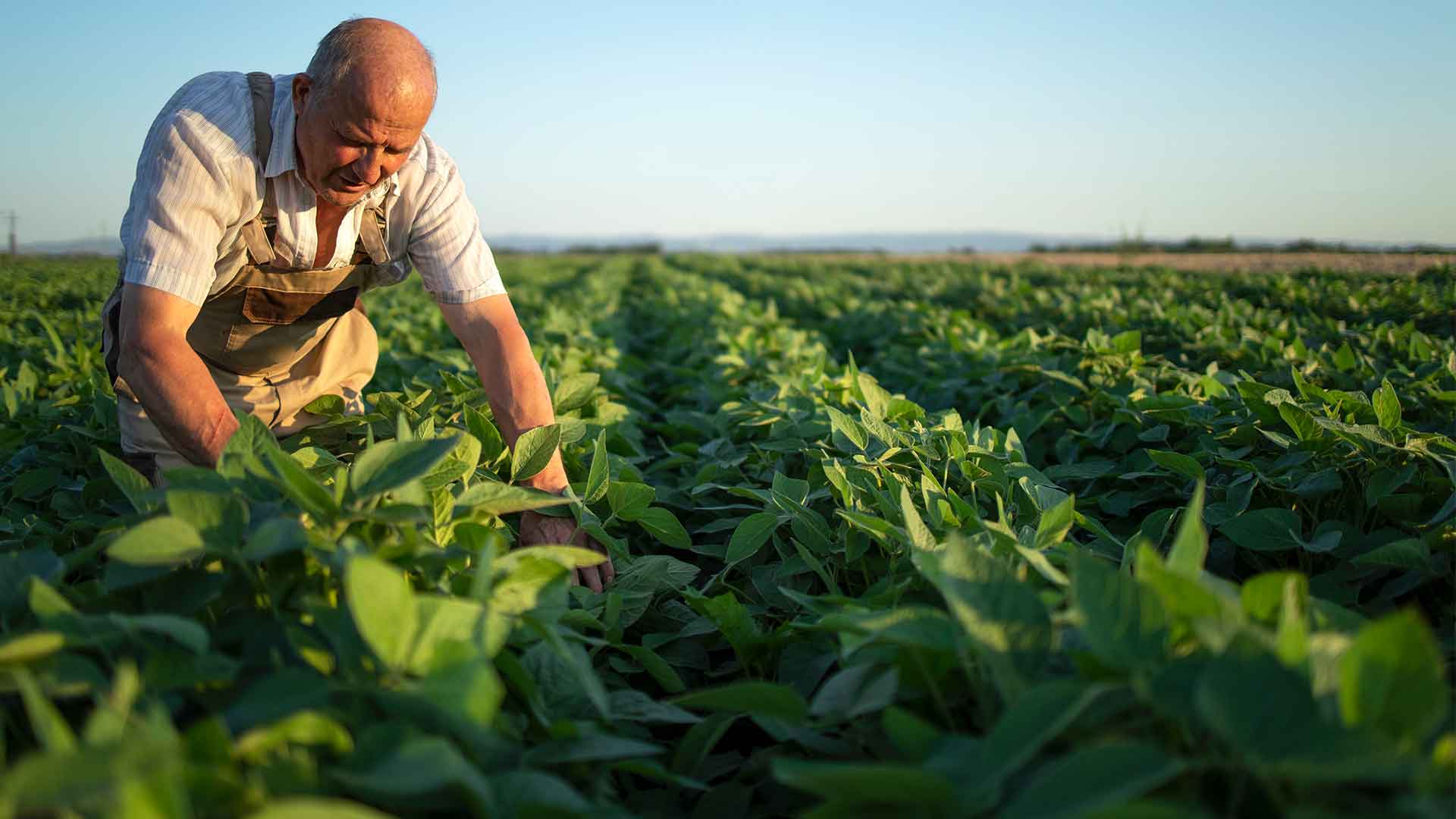 Boron - Agriculture