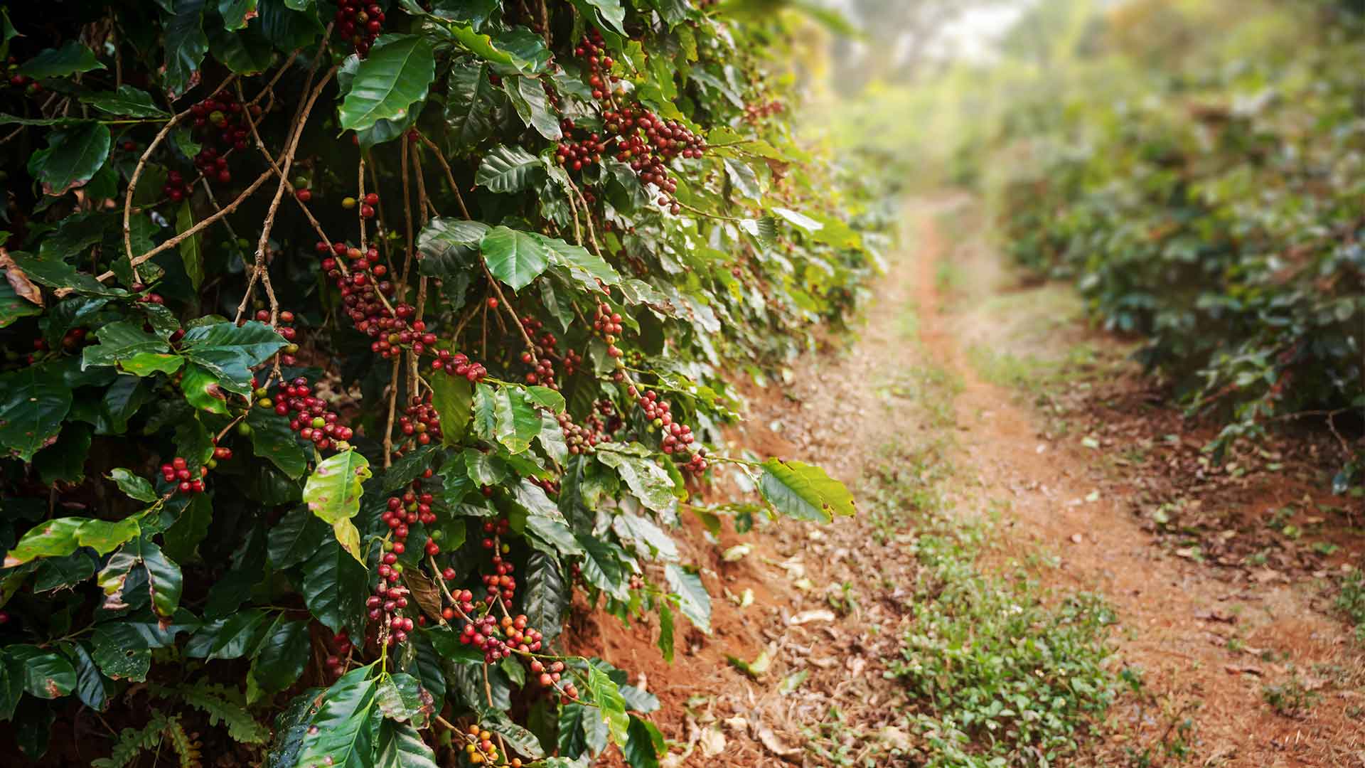 Coffee Plant