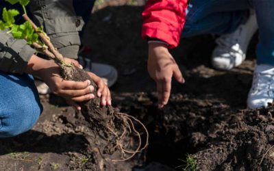 Vegetable Garden: An Ultimate Guide To Using Boron