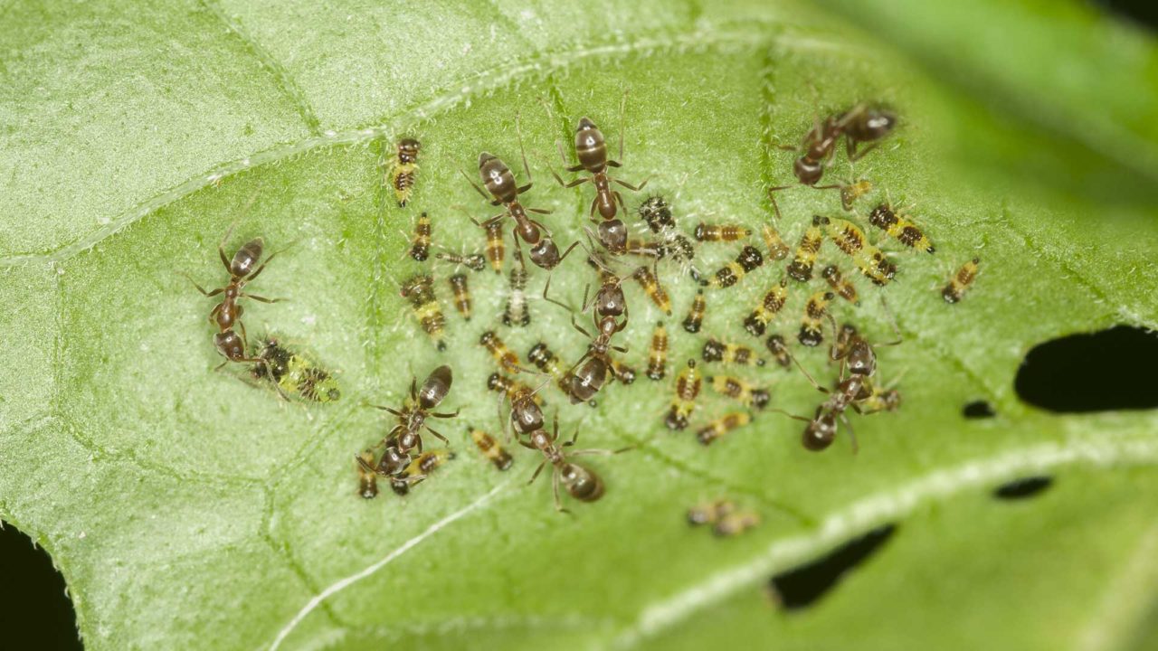 Borol Insect Boron-based Insecticides | Borates Today