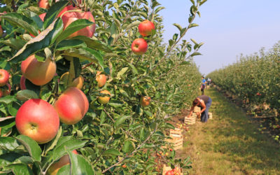 Boron Levels in Apple Orchards