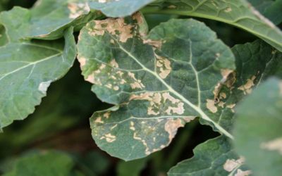 Video: Boron Deficiency in Woody Plants