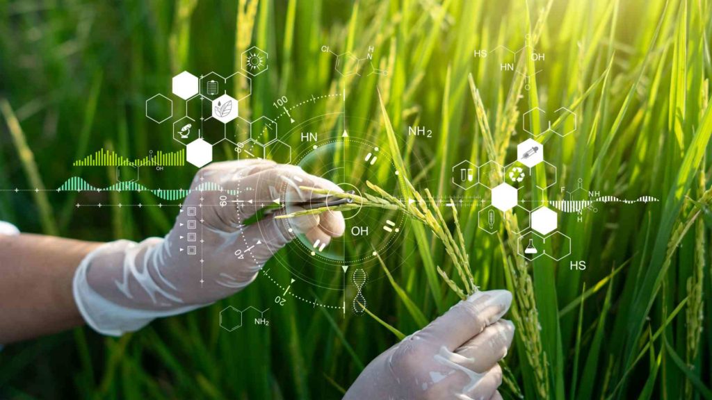 Boron Nutrients in Rice Plants