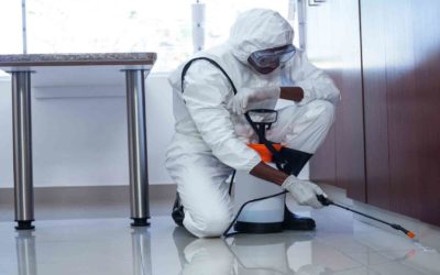 Boric Acid or Borax for Home Pest Control