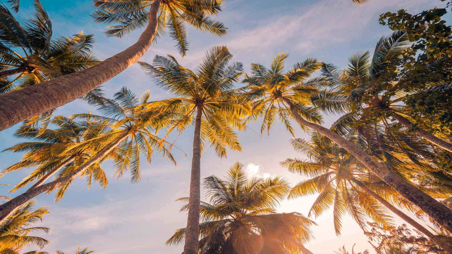 Coconut Palm And Boron: The Nutrient Connection | Borates Today