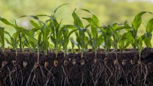 Corn plant