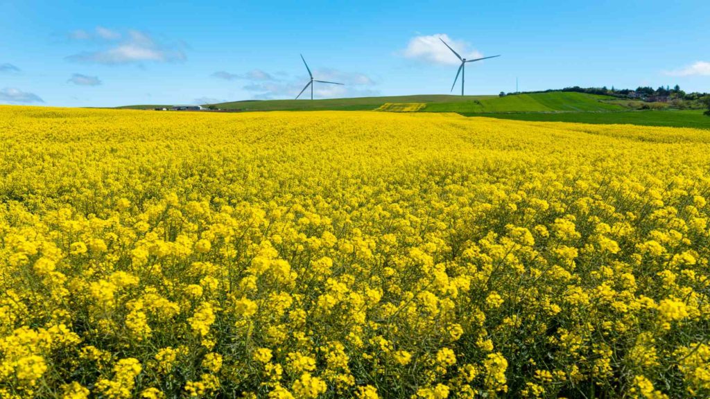 Canola