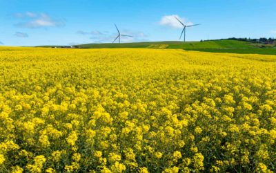 Canola Needs Boron to Thrive