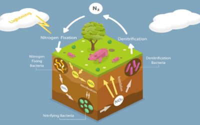 Biogeochemical Cycle of Boron