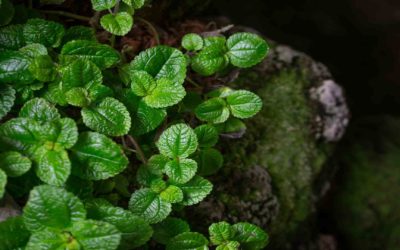 Creeping Charlie with Borax: The Best Weedkiller