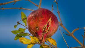 Pomegranate Fruit