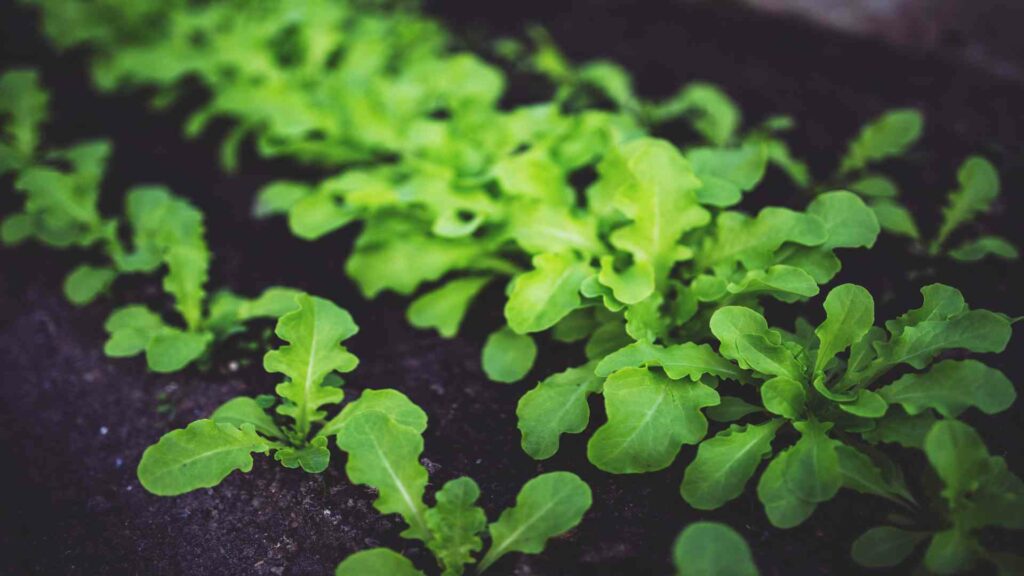 Vegetable Plants