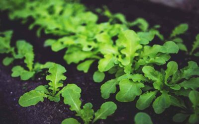 Vegetable Plants and Boron