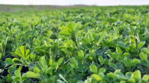 Alfalfa plant