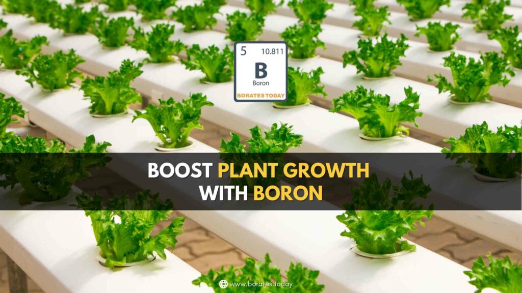 Plant Growth