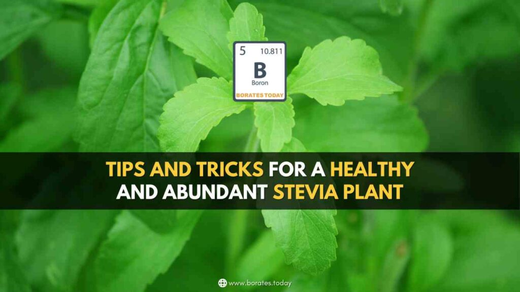 Stevia plant