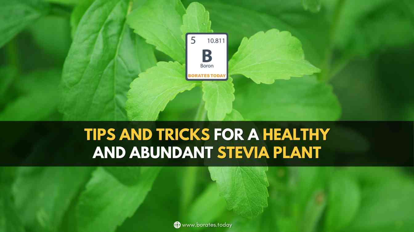 The Origin And Growth Of Stevia Plant Borates Today